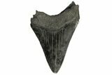 Serrated, Fossil Megalodon Tooth - South Carolina #168942-2